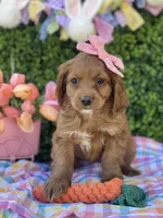 Tulip , a female Cavapoo for sale in Scottsdale, AZ – Photo 1 of 9