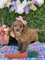 Tulip , a female Cavapoo for sale in Scottsdale, AZ – Photo 2 of 9