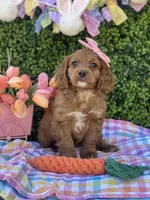 Tulip , a female Cavapoo for sale in Scottsdale, AZ – Photo 7 of 9