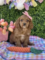 Tulip , a female Cavapoo for sale in Scottsdale, AZ – Photo 6 of 9