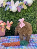 Tulip , a female Cavapoo for sale in Scottsdale, AZ – Photo 3 of 9