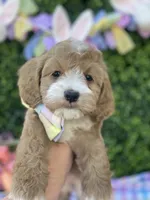 Theodore, a male Cavapoo and Cockapoo for sale in Scottsdale, AZ – Photo 1 of 5