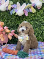 Theodore, a male Cavapoo and Cockapoo for sale in Scottsdale, AZ – Photo 4 of 5