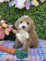 Theodore, a male Cavapoo and Cockapoo for sale in Scottsdale, AZ – Photo 3 of 5