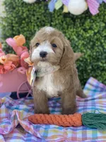Theodore, a male Cavapoo and Cockapoo for sale in Scottsdale, AZ – Photo 2 of 5