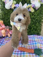 Theodore, a male Cavapoo and Cockapoo for sale in Scottsdale, AZ – Photo 5 of 5