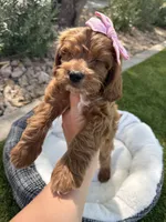 Stella, a female Miniature Goldendoodle for sale in Scottsdale, AZ – 7 of 8