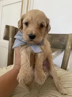George, a male Miniature Goldendoodle for sale in Scottsdale, AZ – 5 of 7