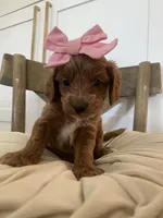 Stella, a female Miniature Goldendoodle for sale in Scottsdale, AZ – 4 of 4