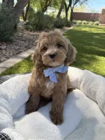 George, a male Miniature Goldendoodle for sale in Scottsdale, AZ – 7 of 8