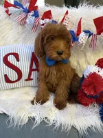 Bruno deep red , a male Goldendoodle for sale in Scottsdale, AZ – 3 of 6
