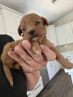 Gracie, a female Maltipoo and Maltese for sale in Scottsdale, AZ – 2 of 3