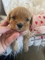 processed/593bd86f-8e6b-40fb-86bd-03336e37df9e/listing/9933cff8-a918-4b74-99a0-ece9f5cff408/5341b649-dbfb-4fb4-8e13-901aedacaab3