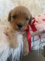 processed/593bd86f-8e6b-40fb-86bd-03336e37df9e/listing/9933cff8-a918-4b74-99a0-ece9f5cff408/547c22d8-7ea3-4bee-b856-5f81689c5966