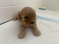 processed/593bd86f-8e6b-40fb-86bd-03336e37df9e/listing/9933cff8-a918-4b74-99a0-ece9f5cff408/9be82663-46f3-434d-93b1-5d4bb9a09401