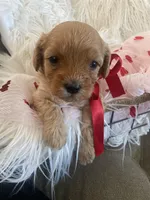 processed/593bd86f-8e6b-40fb-86bd-03336e37df9e/listing/9933cff8-a918-4b74-99a0-ece9f5cff408/a74a282d-ea74-41af-9058-1b56122ca1f3