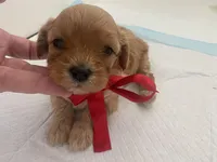 processed/593bd86f-8e6b-40fb-86bd-03336e37df9e/listing/9933cff8-a918-4b74-99a0-ece9f5cff408/b761e808-c44e-4d0a-b9c5-eadc63efb6dc