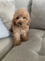 Chip, a male Cavapoo and Cockapoo for sale in Scottsdale, AZ – Photo 5 of 5