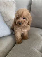 Chip, a male Cavapoo and Cockapoo for sale in Scottsdale, AZ – Photo 4 of 5