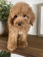 Chip, a male Cavapoo and Cockapoo for sale in Scottsdale, AZ – Photo 1 of 5