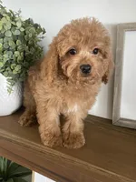 Chip, a male Cavapoo and Cockapoo for sale in Scottsdale, AZ – Photo 3 of 5