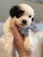 Snoopy , a male Maltese and Morkie for sale in Scottsdale, AZ – 4 of 7
