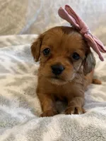 Harper, a female Cavapoo and Cavalier King Charles Spaniel for sale in Scottsdale, AZ – 3 of 6