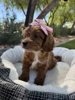 Stella, a female Miniature Goldendoodle for sale in Scottsdale, AZ – 6 of 8