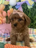 Ruby , a female Miniature Goldendoodle for sale in Scottsdale, AZ – Photo 4 of 4