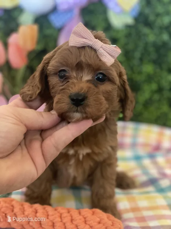 Ruby  – Miniature Goldendoodle puppy for sale in Scottsdale, AZ