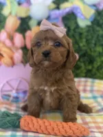 Ruby , a female Miniature Goldendoodle for sale in Scottsdale, AZ – Photo 2 of 4