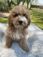 Josie, a female Cockapoo for sale in Scottsdale, AZ – 7 of 7