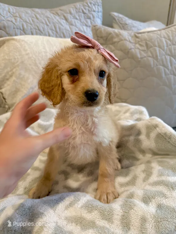 Elli May  – Miniature Goldendoodle puppy for sale in Scottsdale, AZ