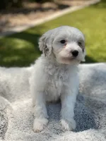 Jet , a male Cockapoo for sale in Scottsdale, AZ – 2 of 7