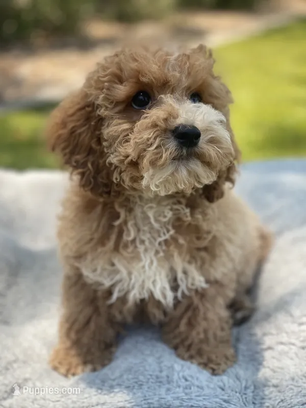 Josie – Cockapoo puppy for sale in Scottsdale, AZ