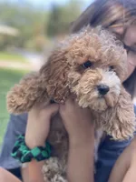Josie, a female Cockapoo for sale in Scottsdale, AZ – 3 of 7