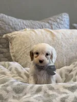 Jagger, a male Cavapoo and Cockapoo for sale in Scottsdale, AZ – 2 of 7