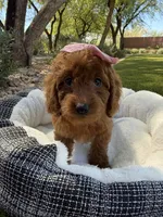 Kenzie , a female Miniature Goldendoodle for sale in Scottsdale, AZ – 6 of 6