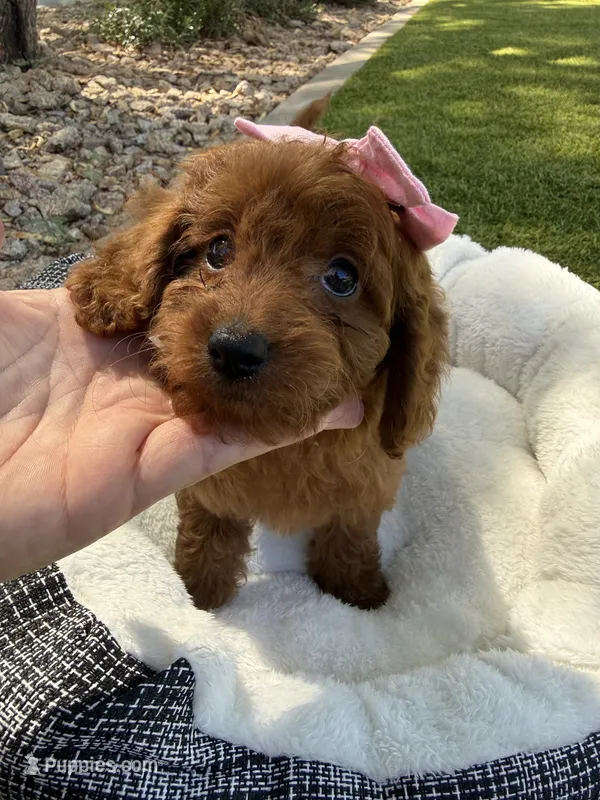 Kenzie  – Miniature Goldendoodle puppy for sale in Scottsdale, AZ