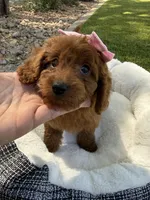 Kenzie , a female Miniature Goldendoodle for sale in Scottsdale, AZ – 1 of 6