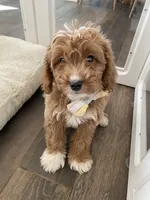 Rohan , a male Cavapoo and Cockapoo for sale in Scottsdale, AZ – 1 of 10