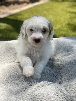 Jet , a male Cockapoo for sale in Scottsdale, AZ – 4 of 7