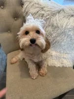 Maggie, a female Maltipoo for sale in Scottsdale, AZ – 4 of 4