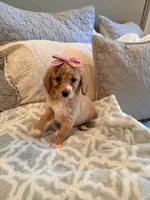 Peaches, a female Miniature Goldendoodle for sale in Scottsdale, AZ – 3 of 4