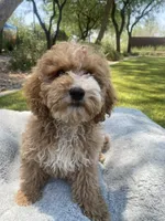 Josie, a female Cockapoo for sale in Scottsdale, AZ – 4 of 7