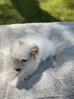 Jet , a male Cockapoo for sale in Scottsdale, AZ – 7 of 7