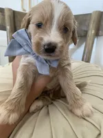 Henry, a male Miniature Goldendoodle for sale in Scottsdale, AZ – 3 of 9