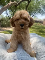Teddy, a male Cavapoo for sale in Scottsdale, AZ – 5 of 8