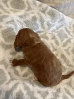 Ben, a male Cavapoo and Cavalier King Charles Spaniel for sale in Scottsdale, AZ – 8 of 8