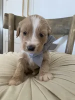 Henry, a male Miniature Goldendoodle for sale in Scottsdale, AZ – 4 of 9